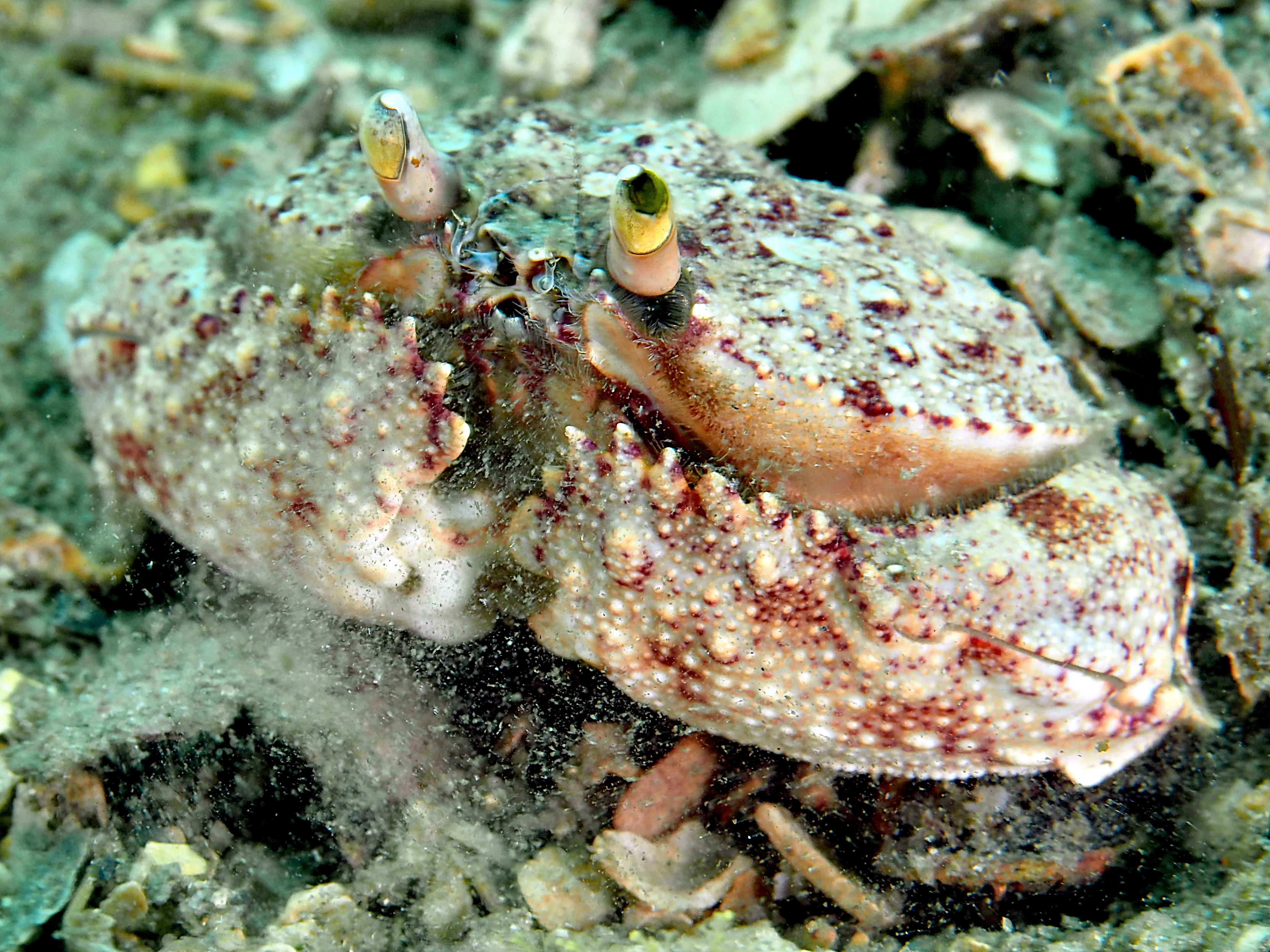 Shameface Heart Crab - Cryptosoma bairdii