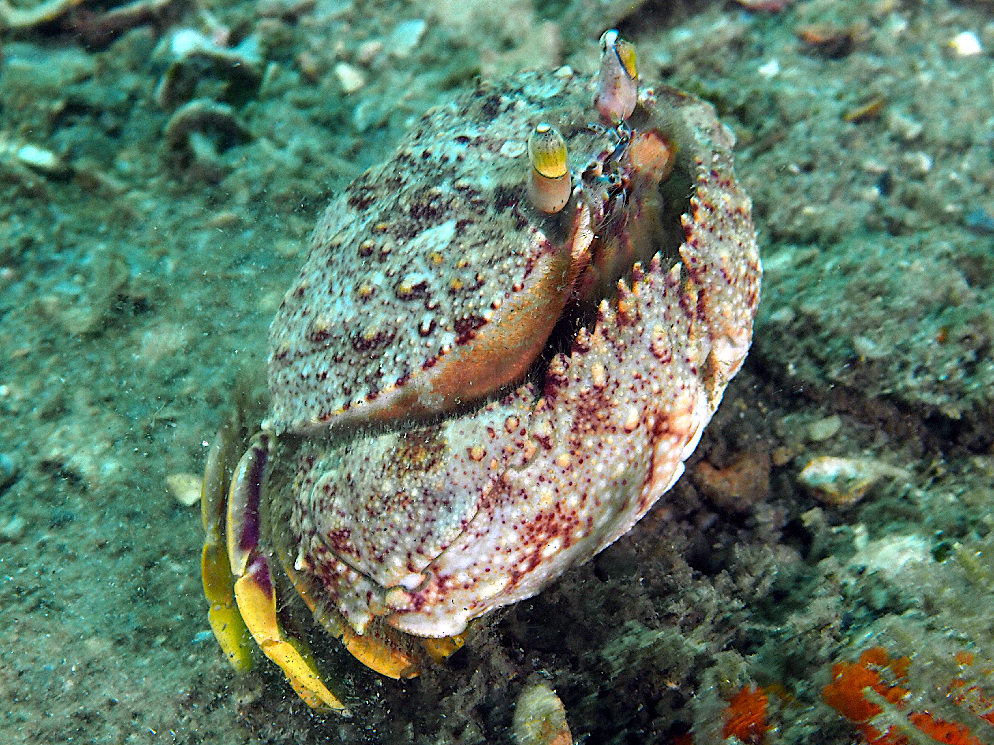 Shameface Heart Crab - Cryptosoma balguerii