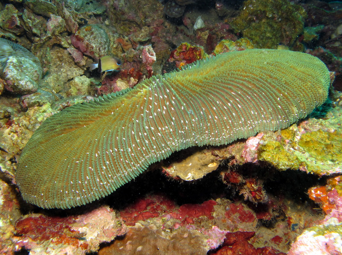 Ctenactis albitentaculata - Ctenactis albitentaculata - Dumaguete, Philippines