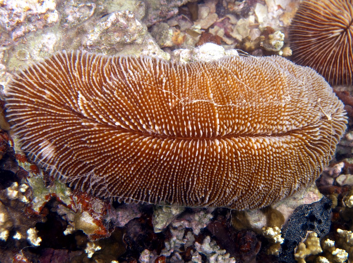 Ctenactis echinata - Ctenactis echinata - Palau