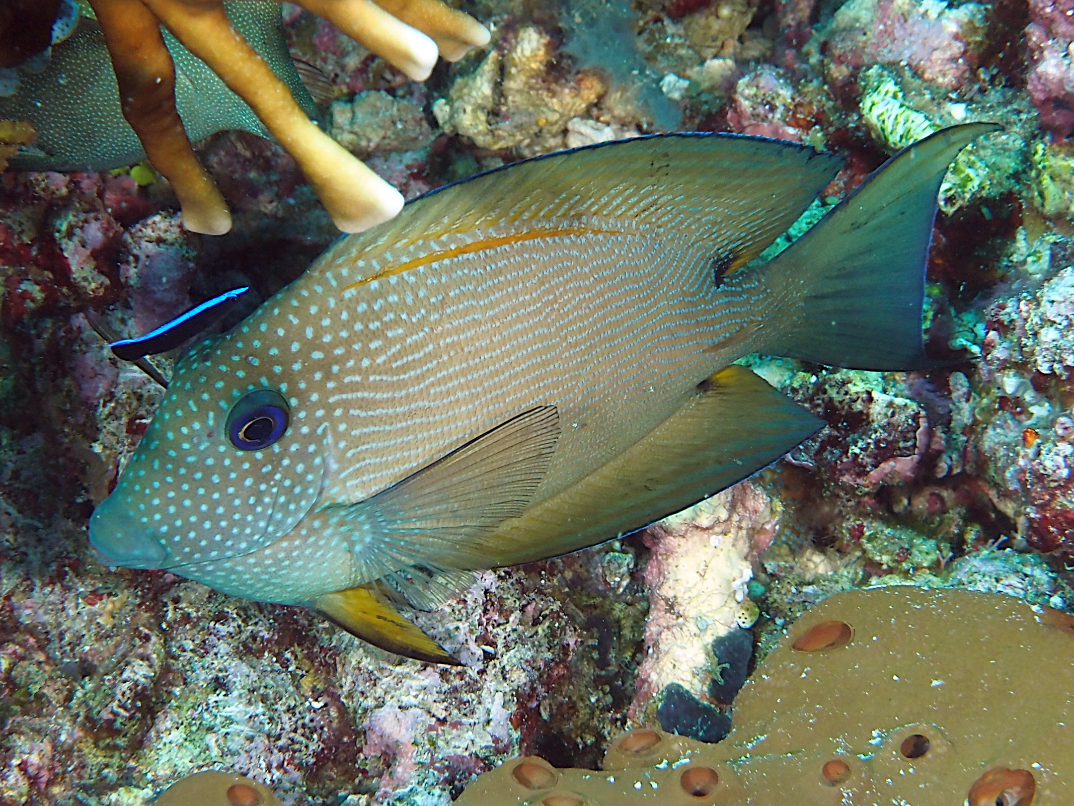 Twospot Bristletooth - Ctenochaetus binotatus - Lombok, Indonesia