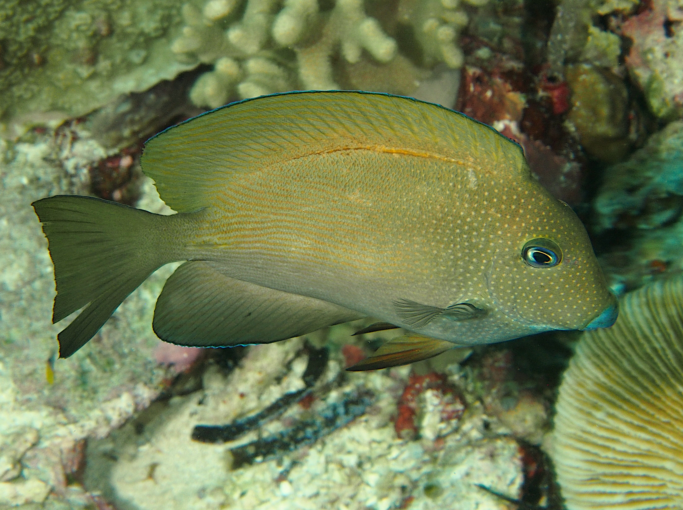 Bluelipped Bristletooth - Ctenochaetus cyanocheilus - Wakatobi, Indonesia