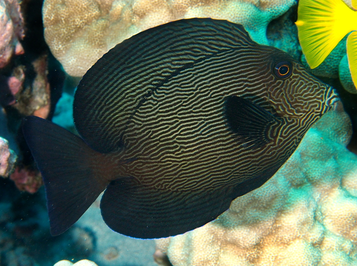 Hawaiian Bristletooth - Ctenochaetus hawaiiensis - Big Island, Hawaii