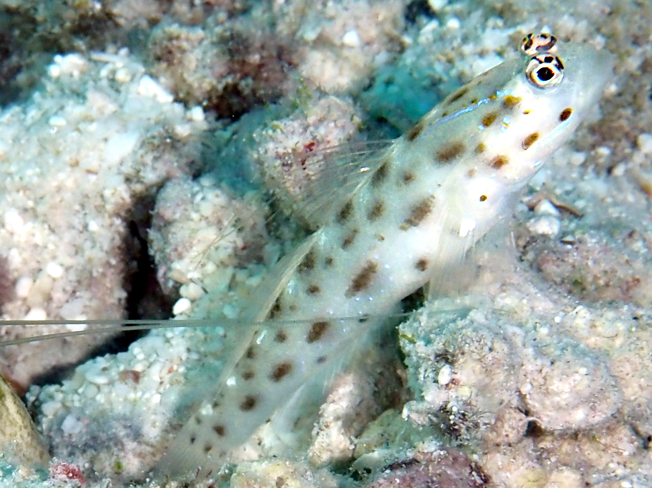 Thread Shrimpgoby - Ctenogobiops mitodes - Great Barrier Reef, Australia