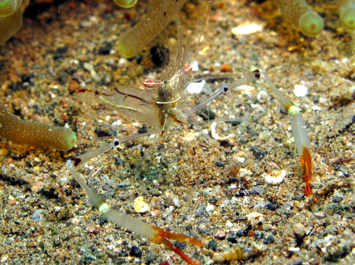 Red Claw Cuapetes Shrimp - Cuapetes tenuipes - Dumaguete, Philippines