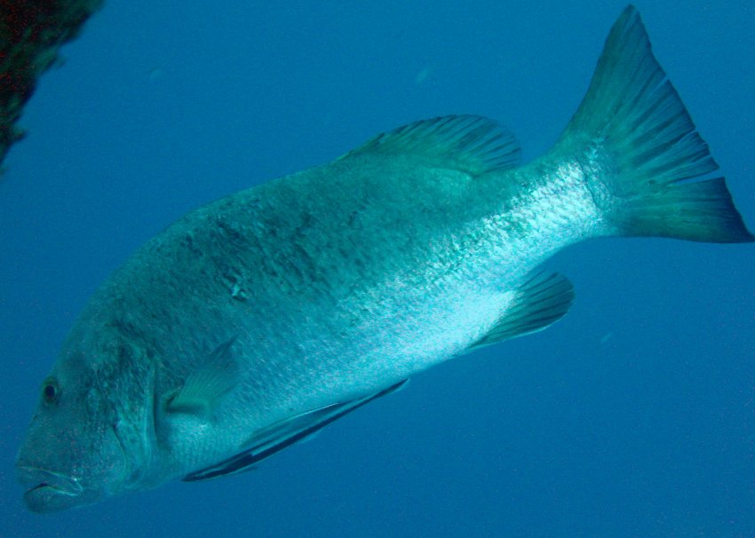 Cubera Snapper - Lutjanus cyanopterus - Key Largo, Florida