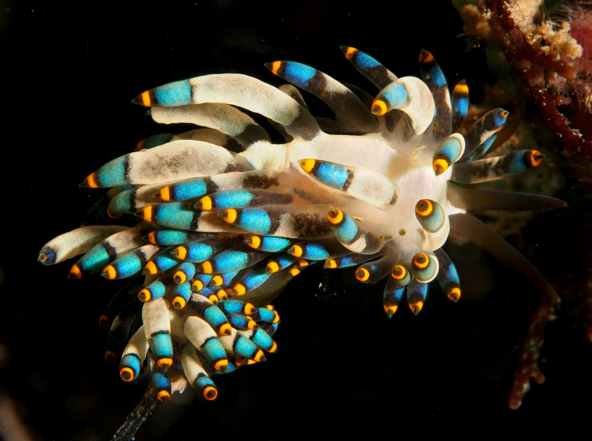 Yamasu's Cuthona - Trinchesia yamasui - Anilao, Philippines