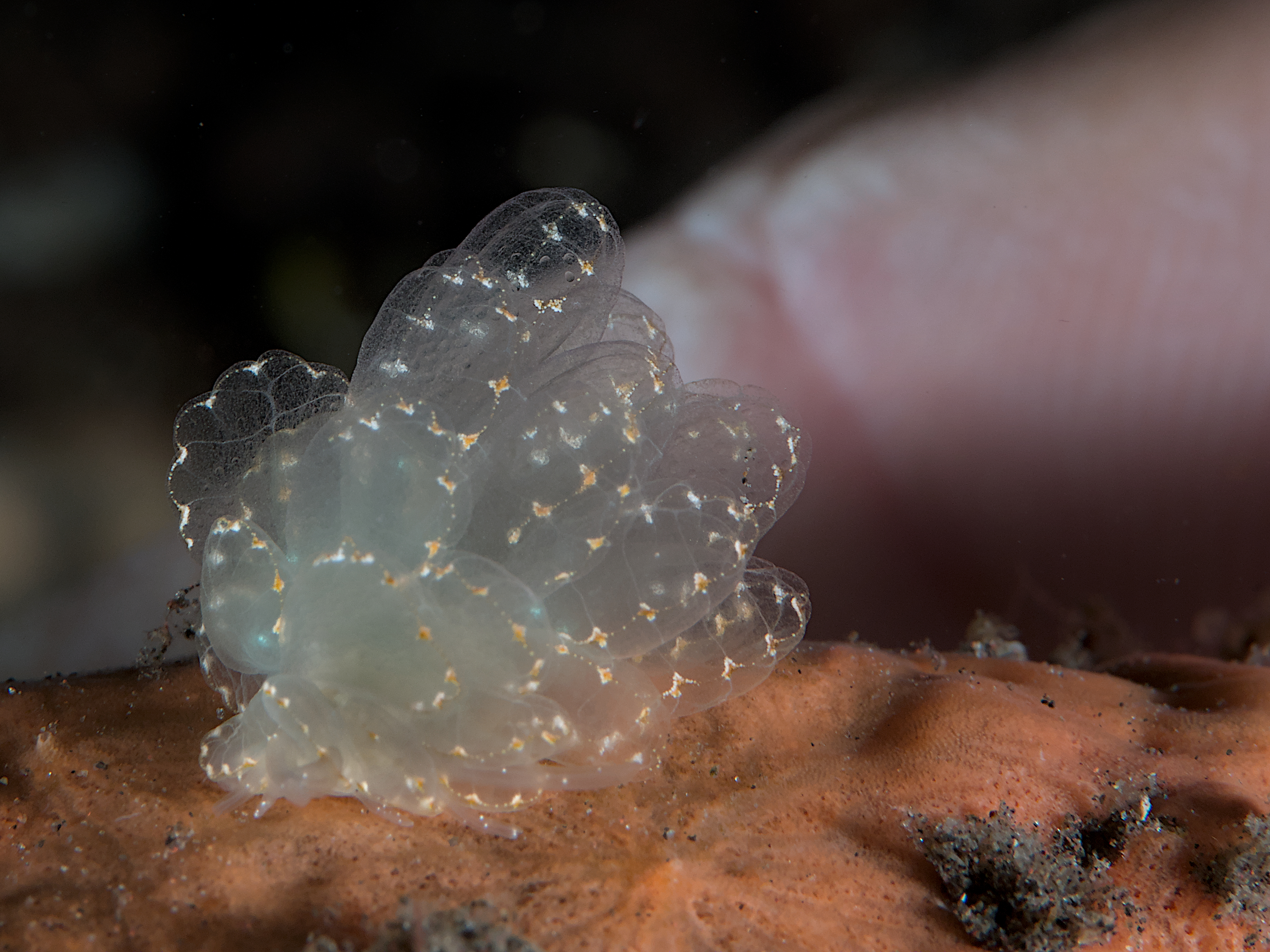 Elegant Sapsucking Slug - Cyerce elegans