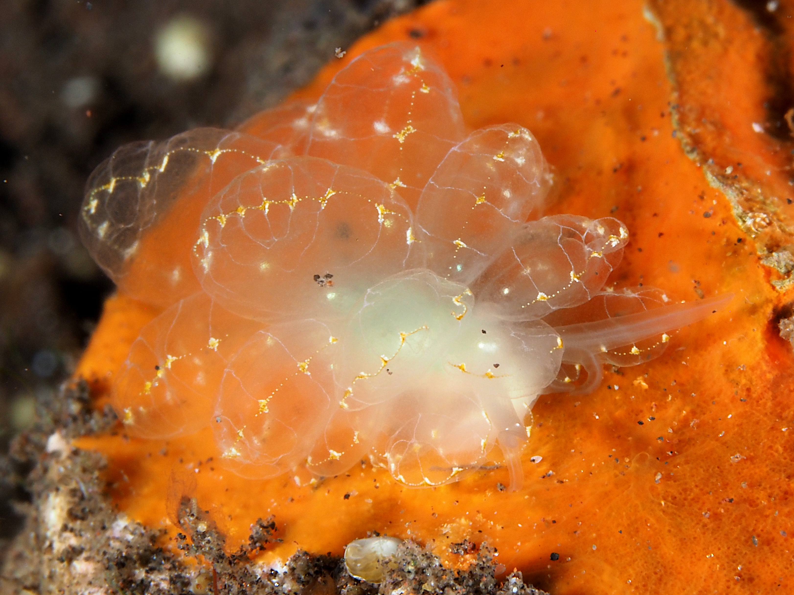 Elegant Sapsucking Slug - Cyerce elegans