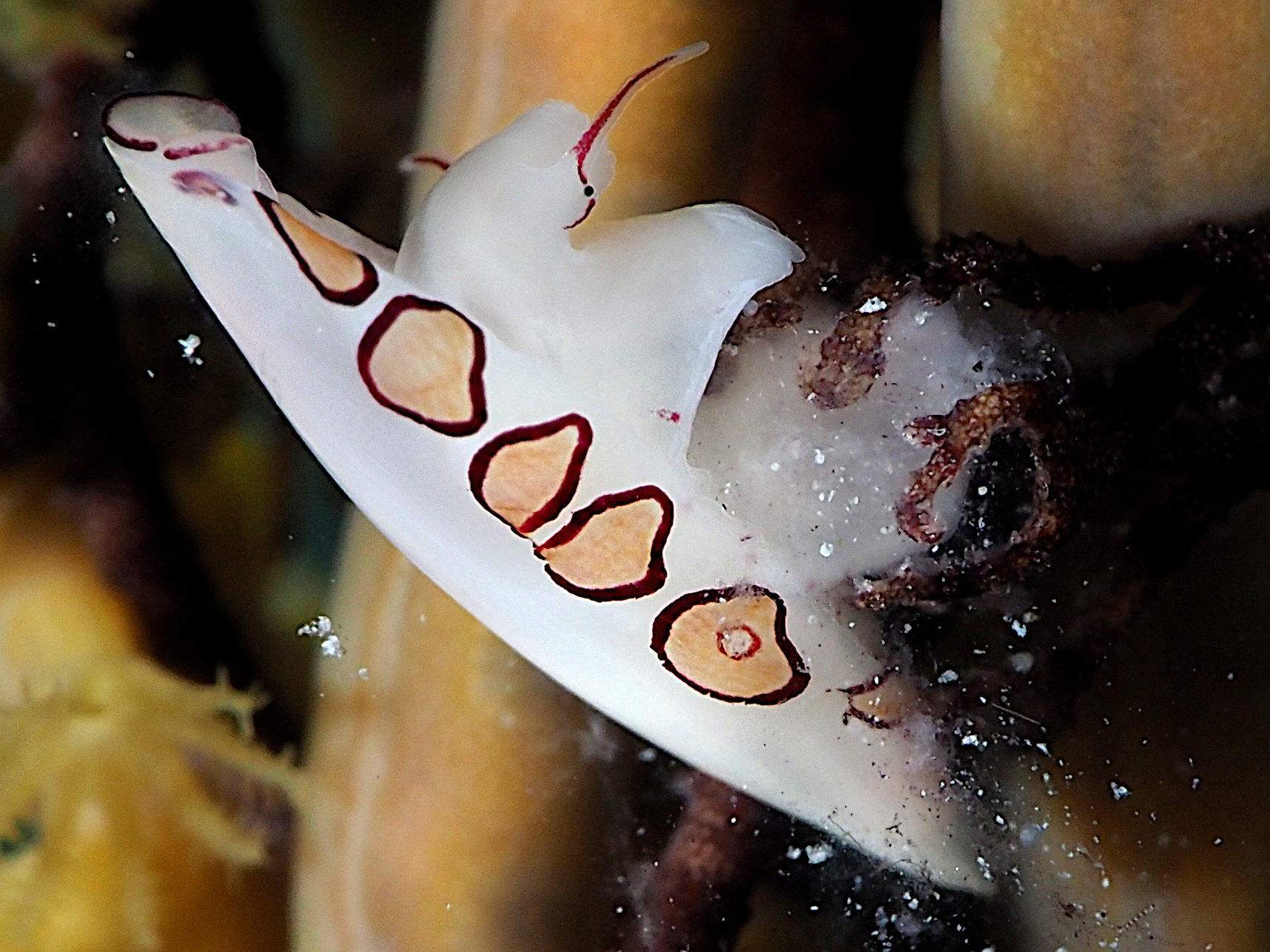 Pink-Circled Simnia - Cymbovula sp. 1 - Turks and Caicos