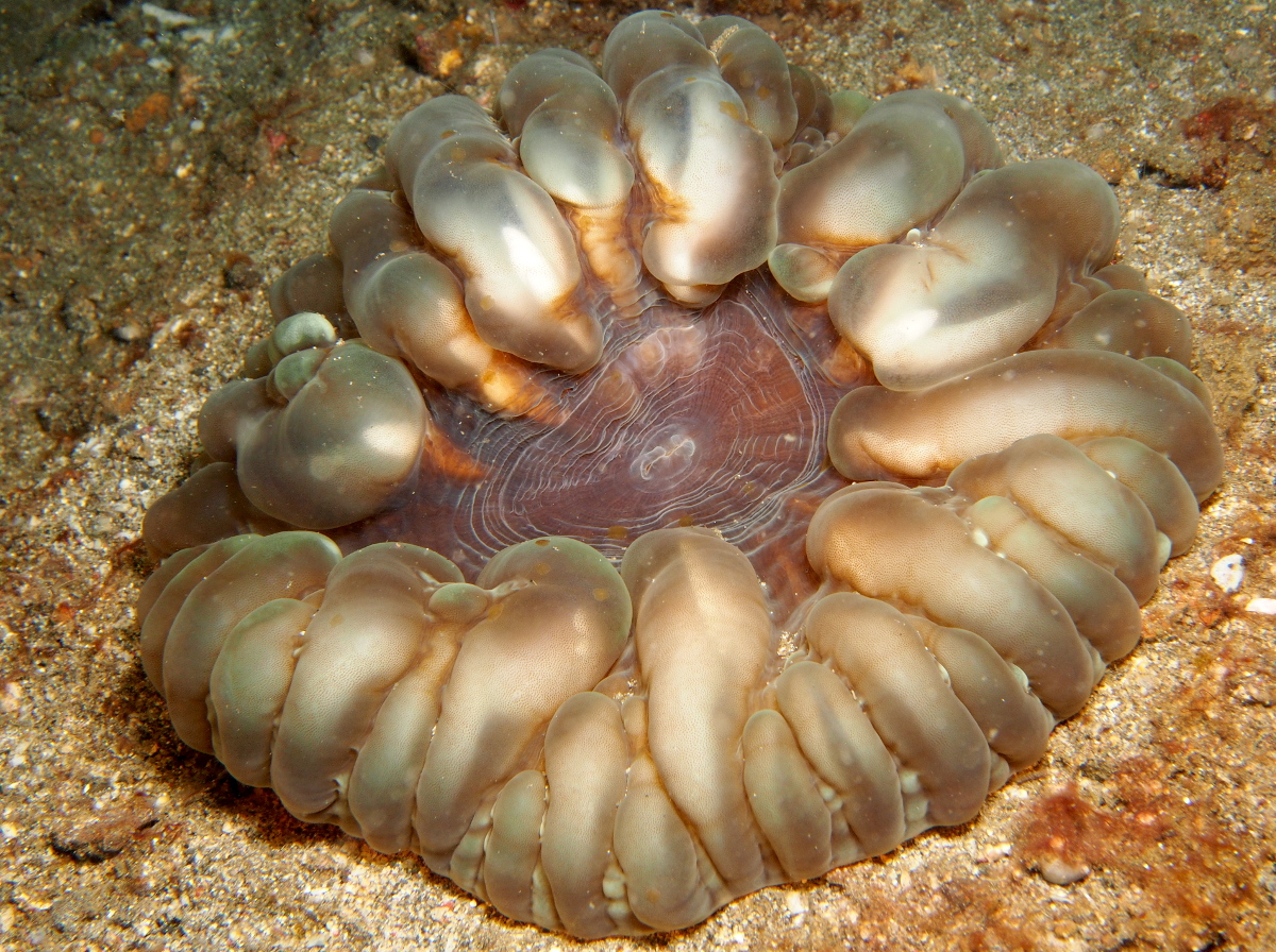 Button Coral - Cynarina lacrymalis - Lembeh Strait, Indonesia