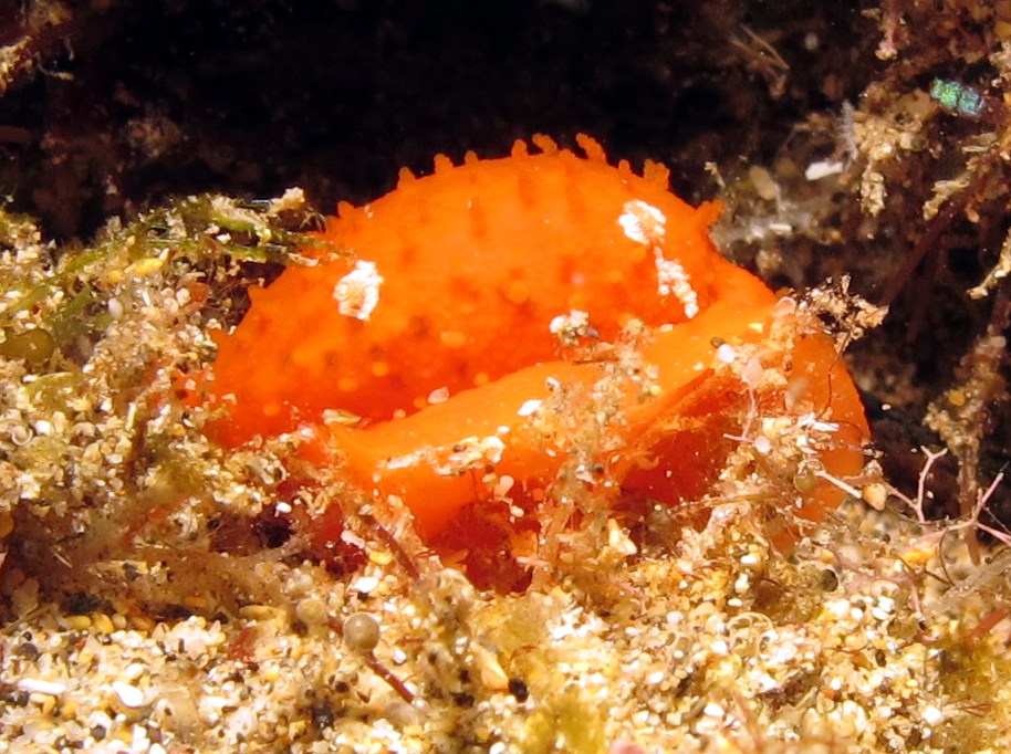 Gaskoin's Cowry - Cribrarula gaskoini - Maui, Hawaii