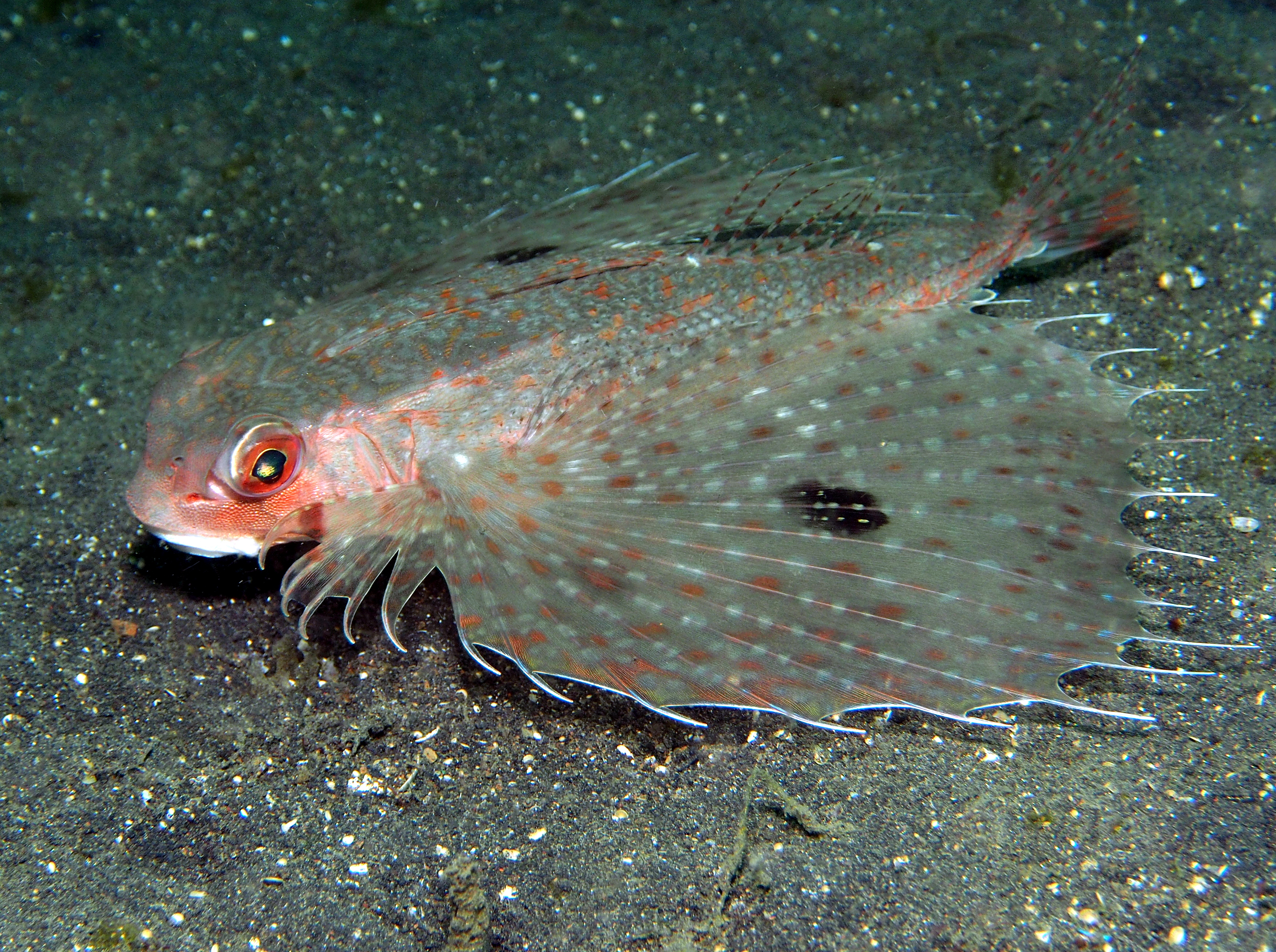 Spotwing Flying Gurnard - Dactyloptena macracantha - Lembeh Strait, Indonesia