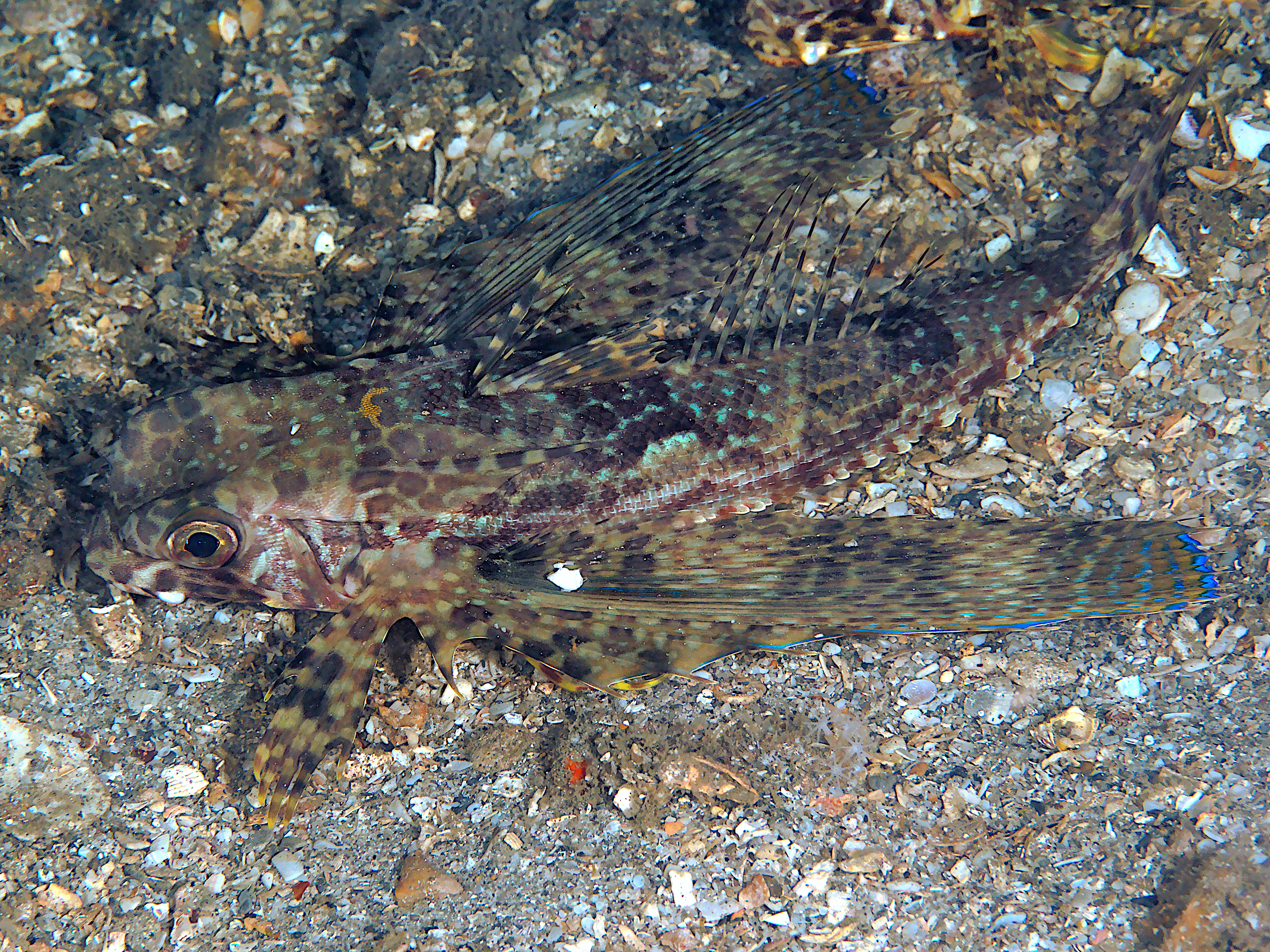 Flying Gurnard - Dactylopterus volitans