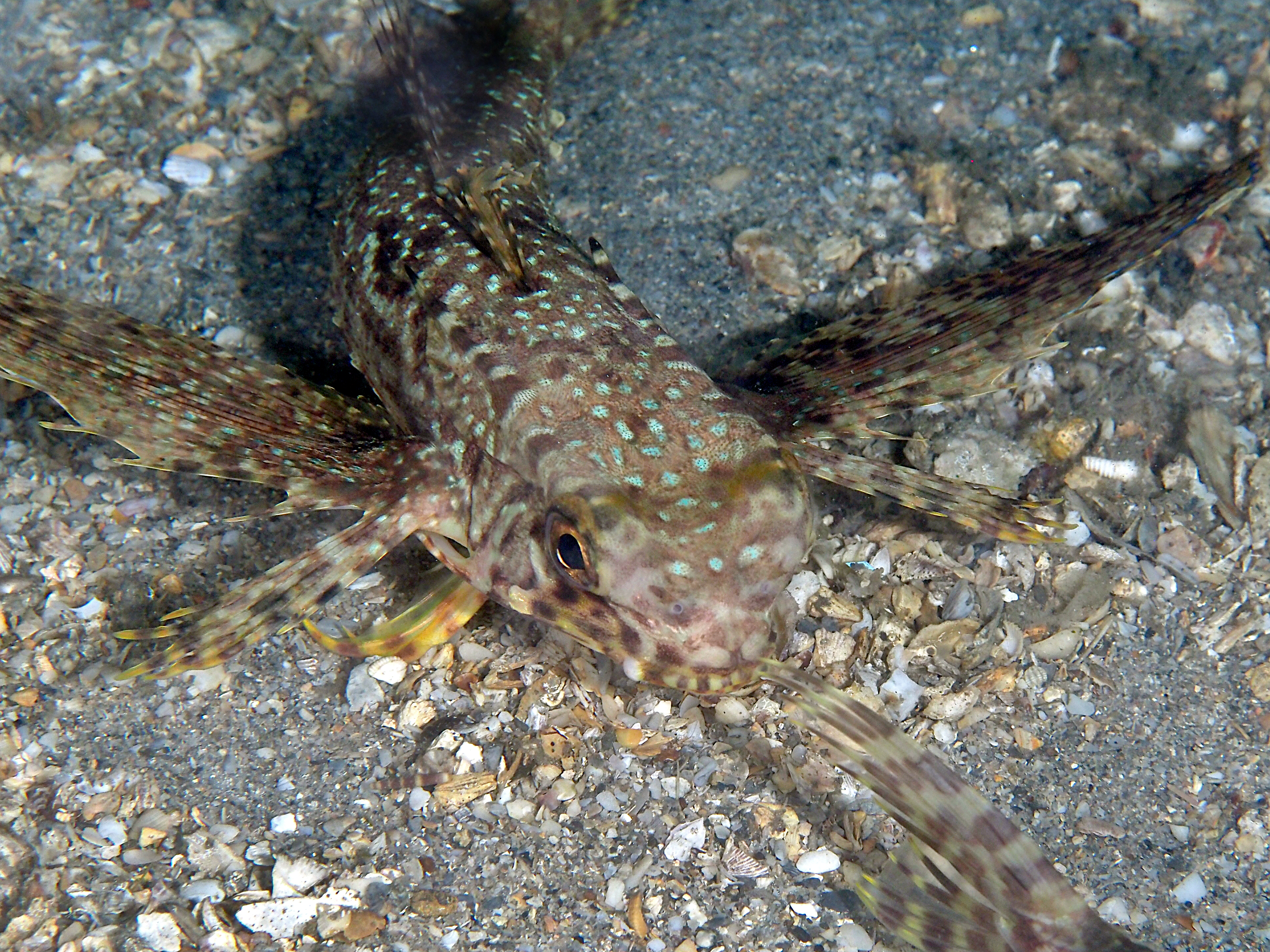 Flying Gurnard - Dactylopterus volitans
