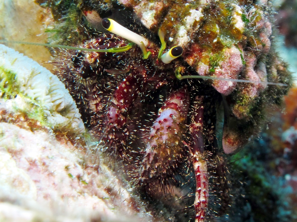 Dark Knee Hermit Crab - Dardanus lagopodes