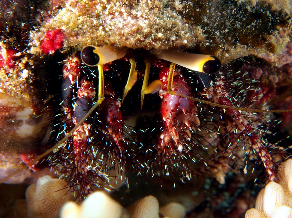 Dark Knee Hermit Crab - Dardanus lagopodes