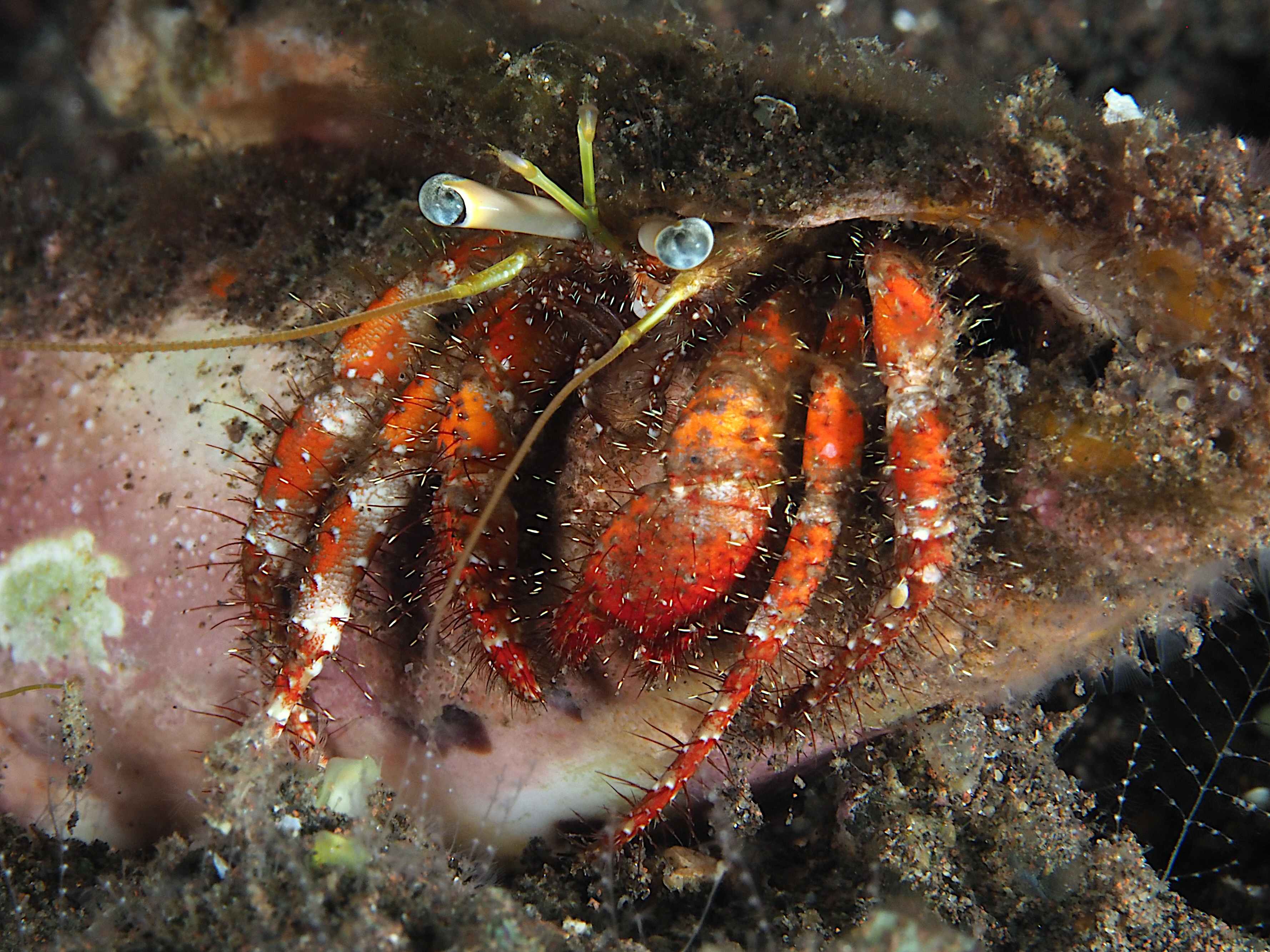 Dardanus sanguinolentus - Dardanus sanguinolentus - Bali, Indonesia