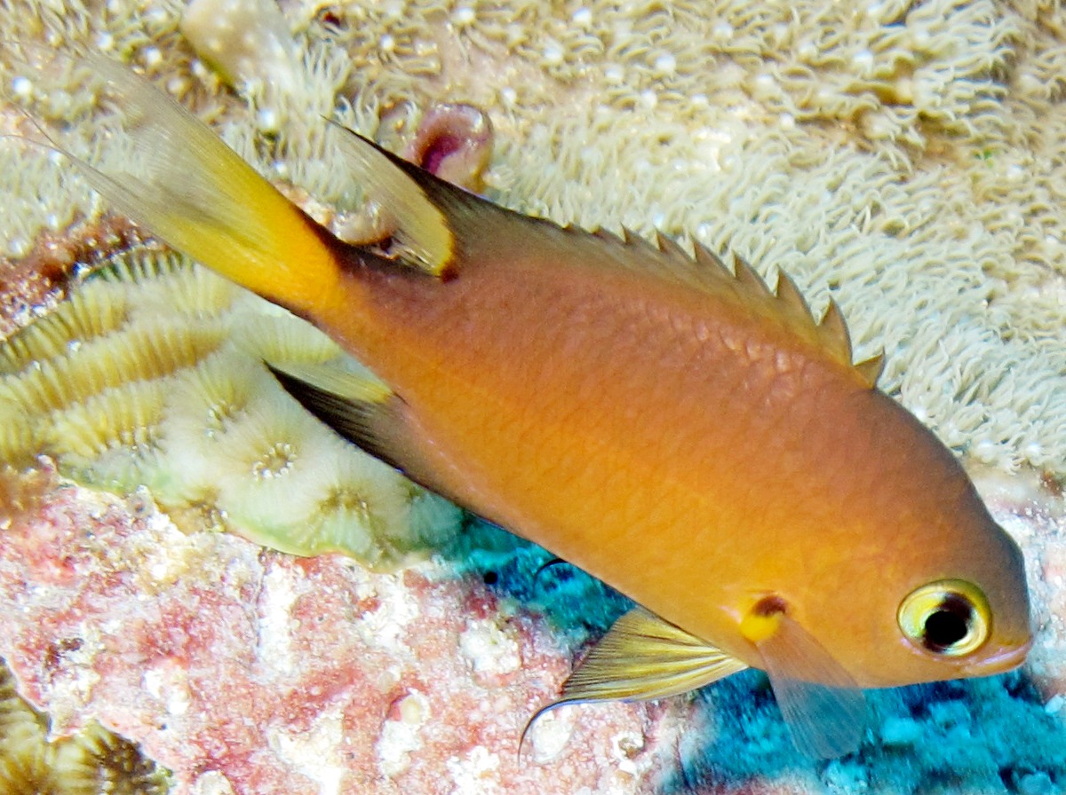 Darkfin Chromis - Chromis atripes