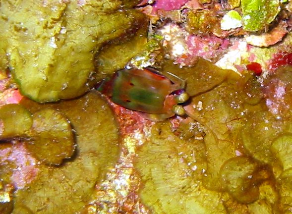 Dark Mantis Shrimp - Neogonodactylus curacaoensis