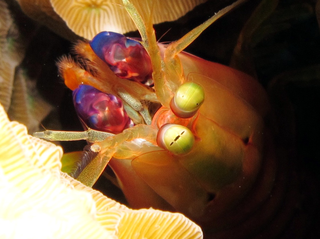 Dark Mantis Shrimp - Neogonodactylus curacaoensis