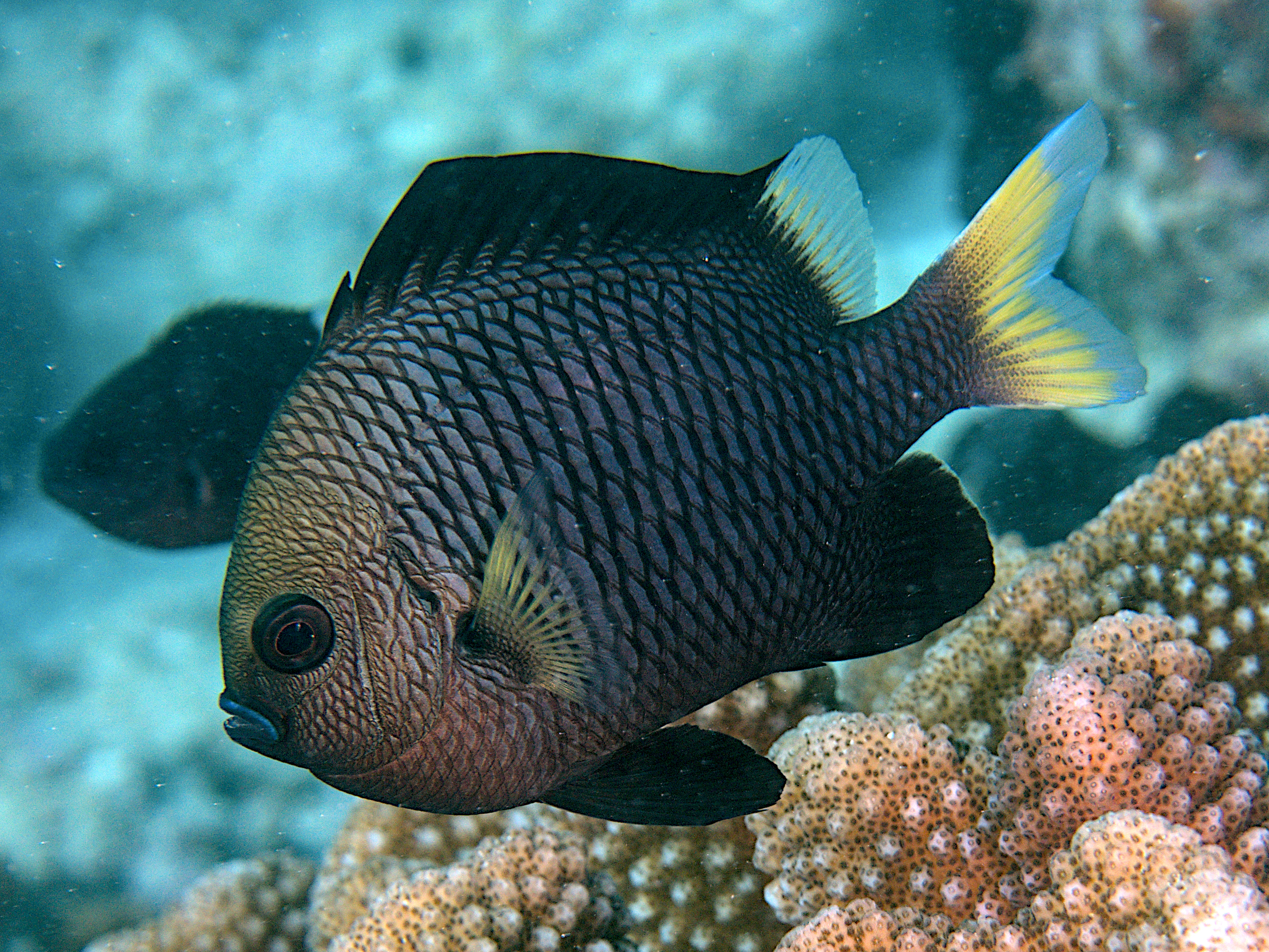 Yellowtail Dascyllus - Dascyllus flavicaudus