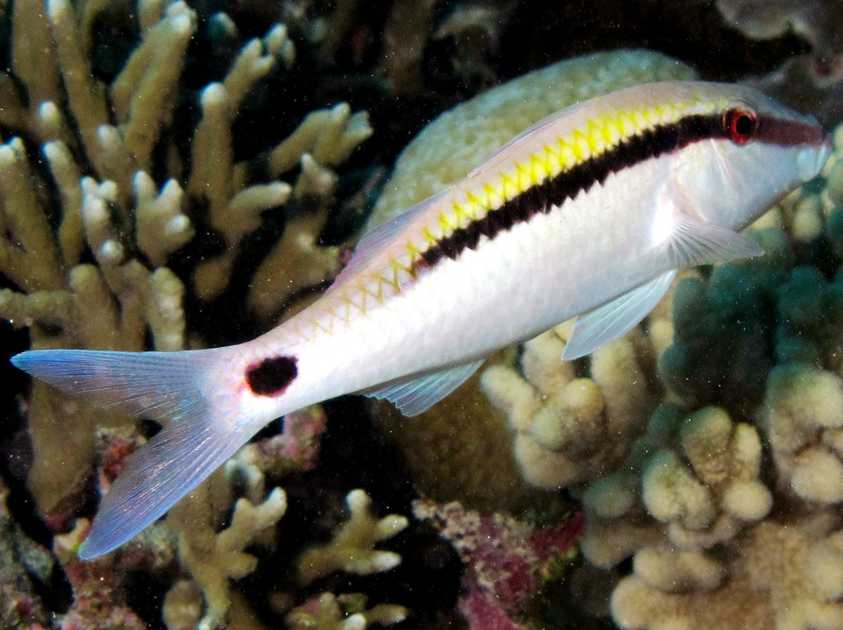 Dash-Dot Goatfish - Parupeneus barberinus - Palau