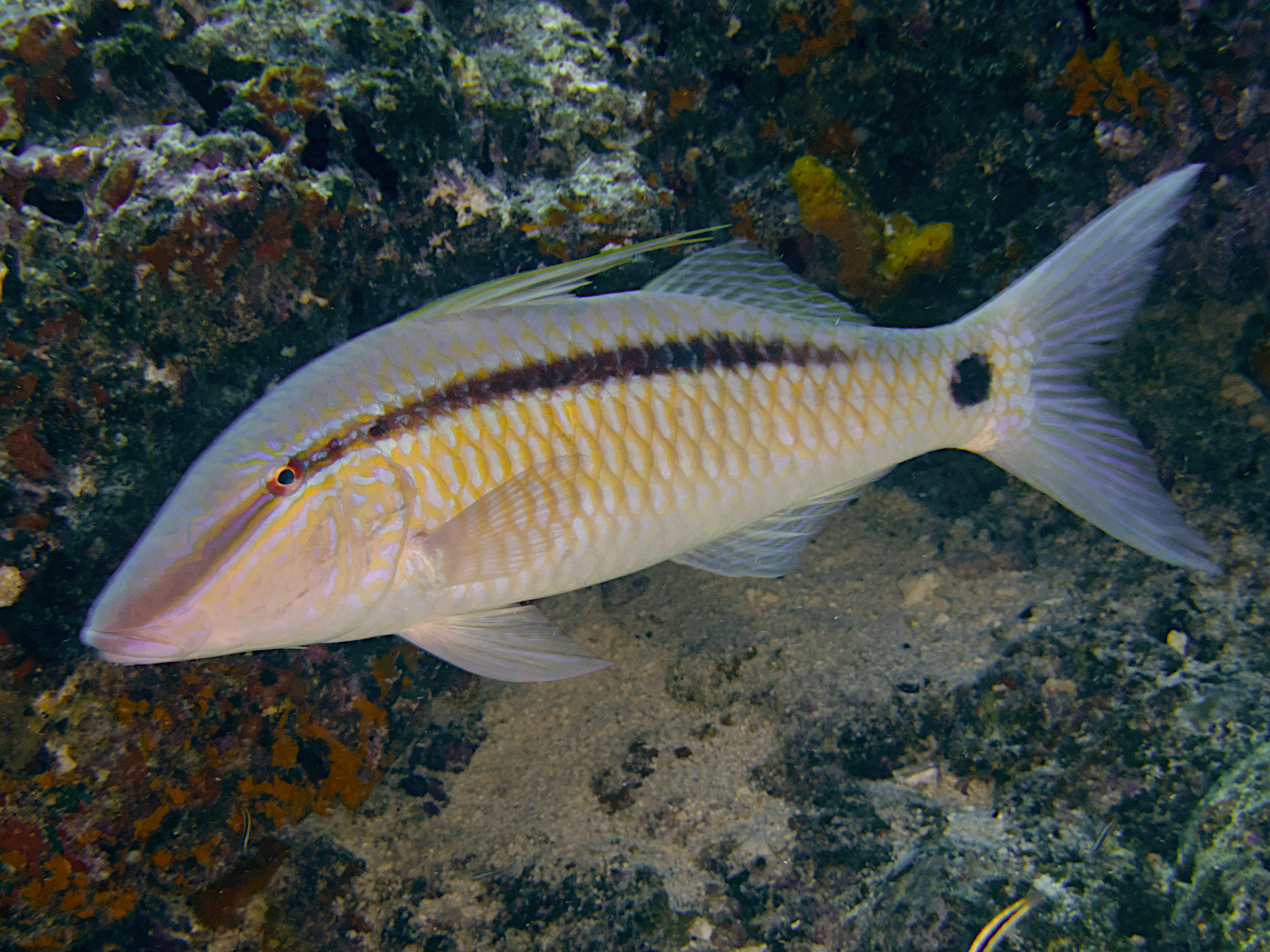 Dash-Dot Goatfish - Parupeneus barberinus