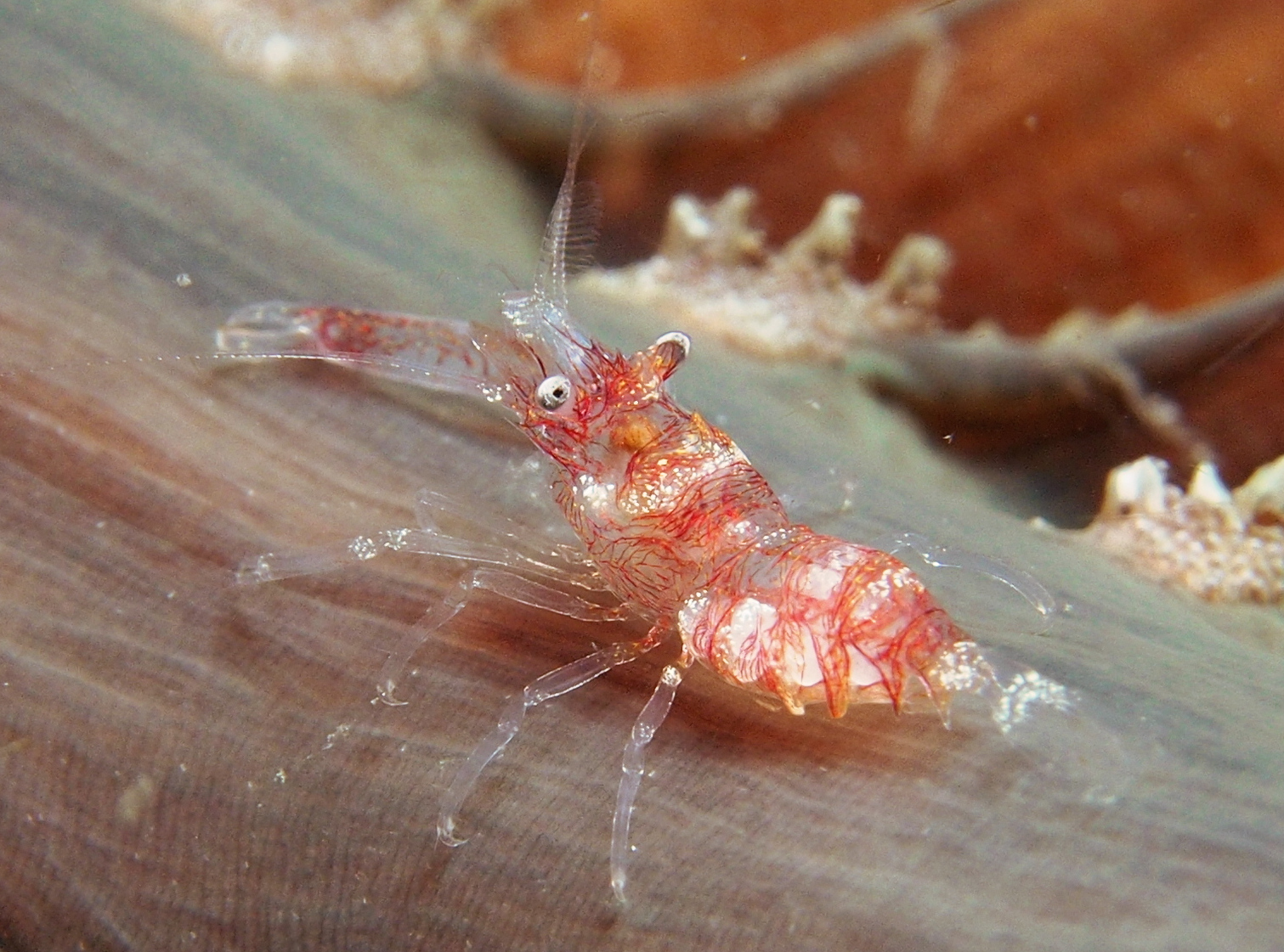 Horned Sea Pen Shrimp - Dasycaris ceratops - Lembeh Strait, Indonesia