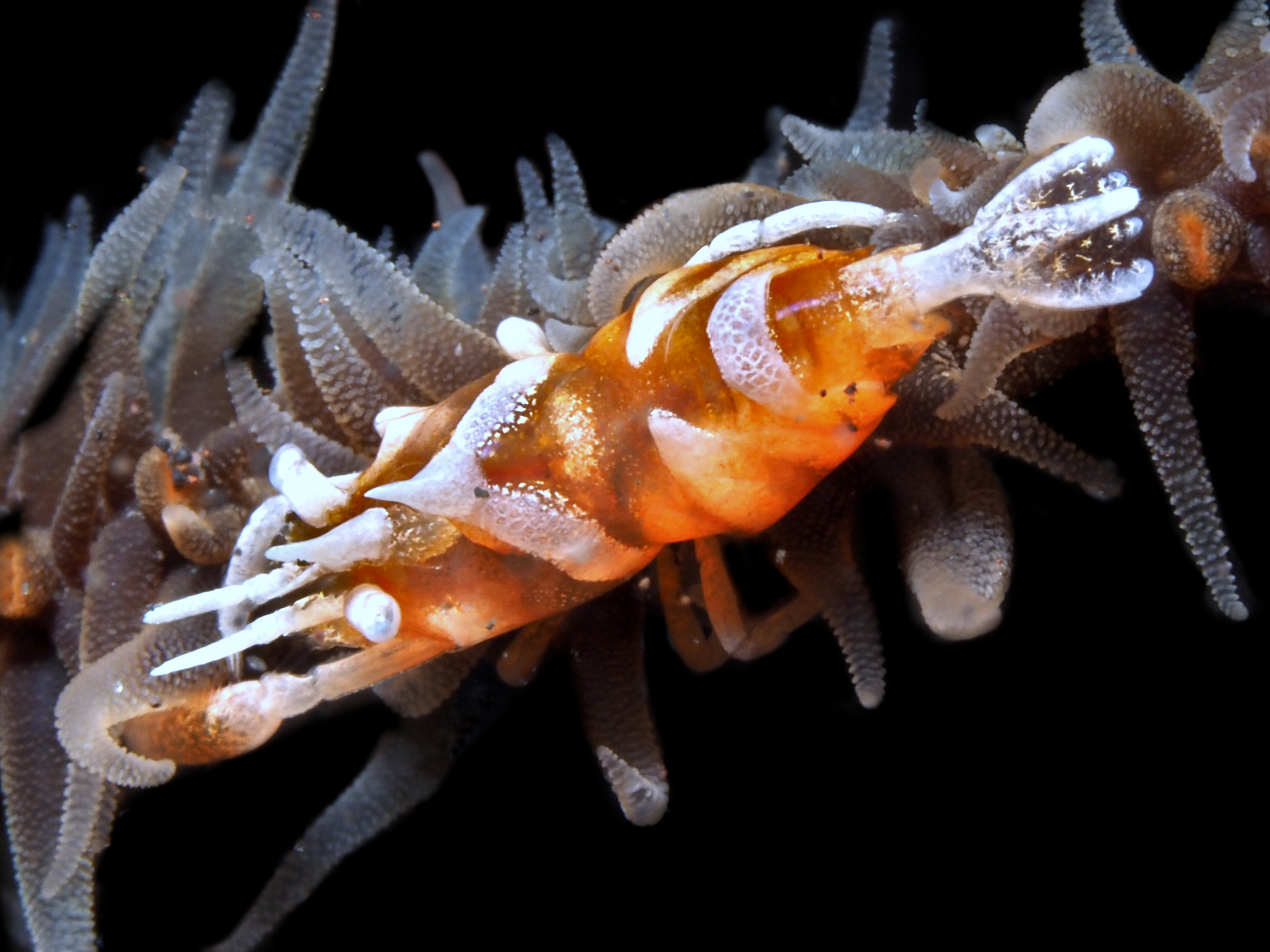 Zanzibar Whip Coral Shrimp - Dasycaris zanzibarica