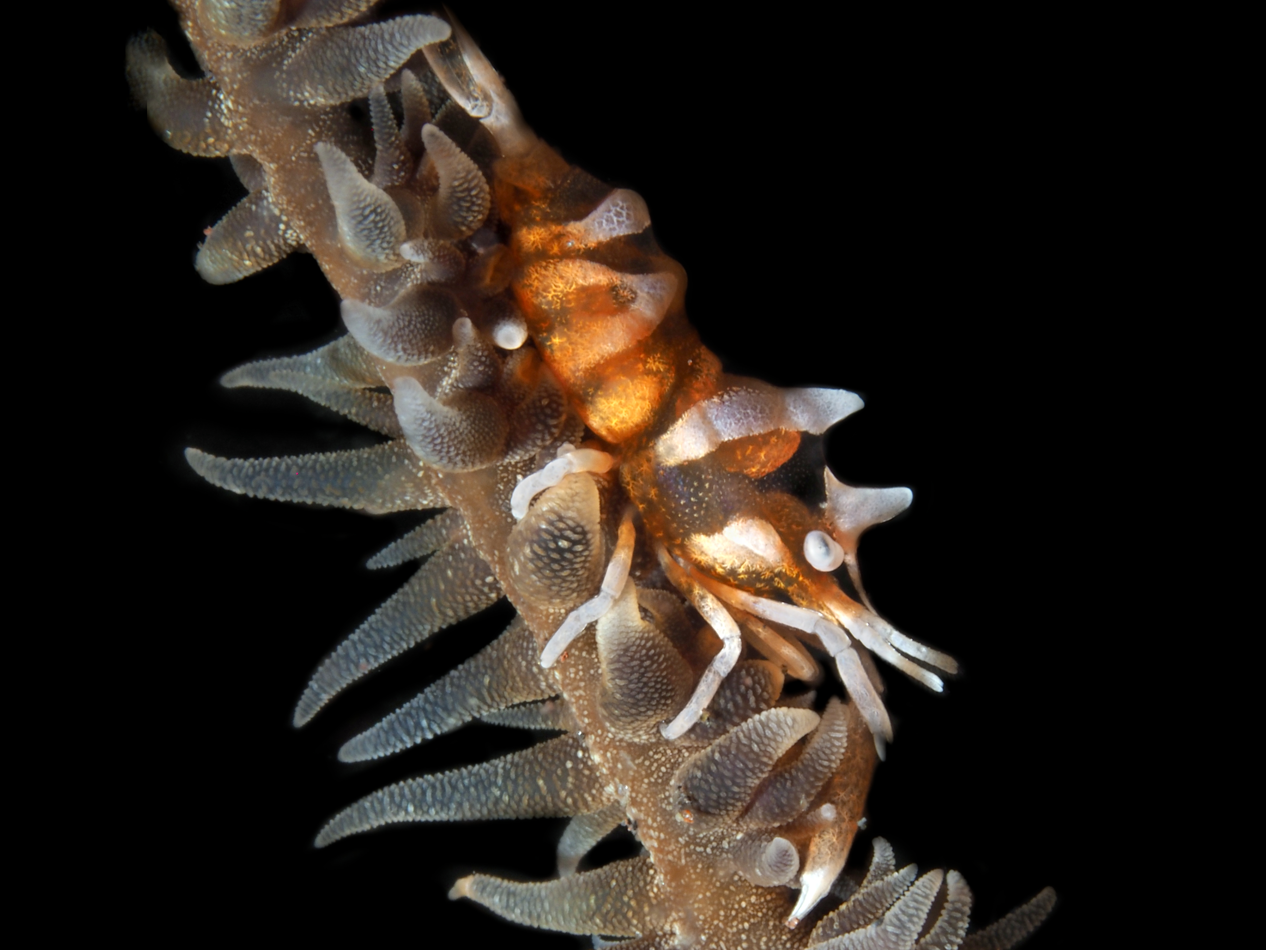 Zanzibar Whip Coral Shrimp - Dasycaris zanzibarica