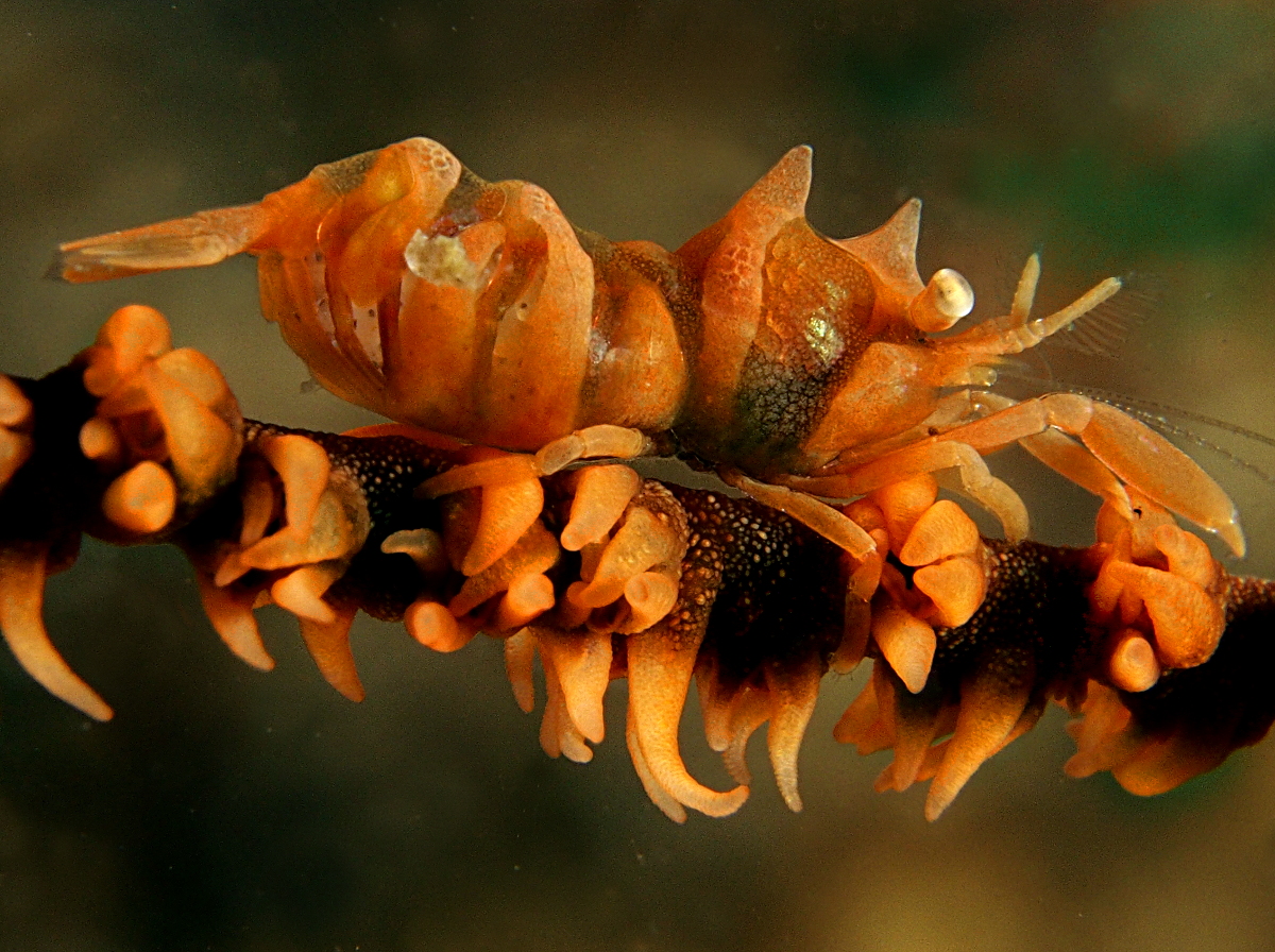 Zanzibar Whip Coral Shrimp - Dasycaris zanzibarica