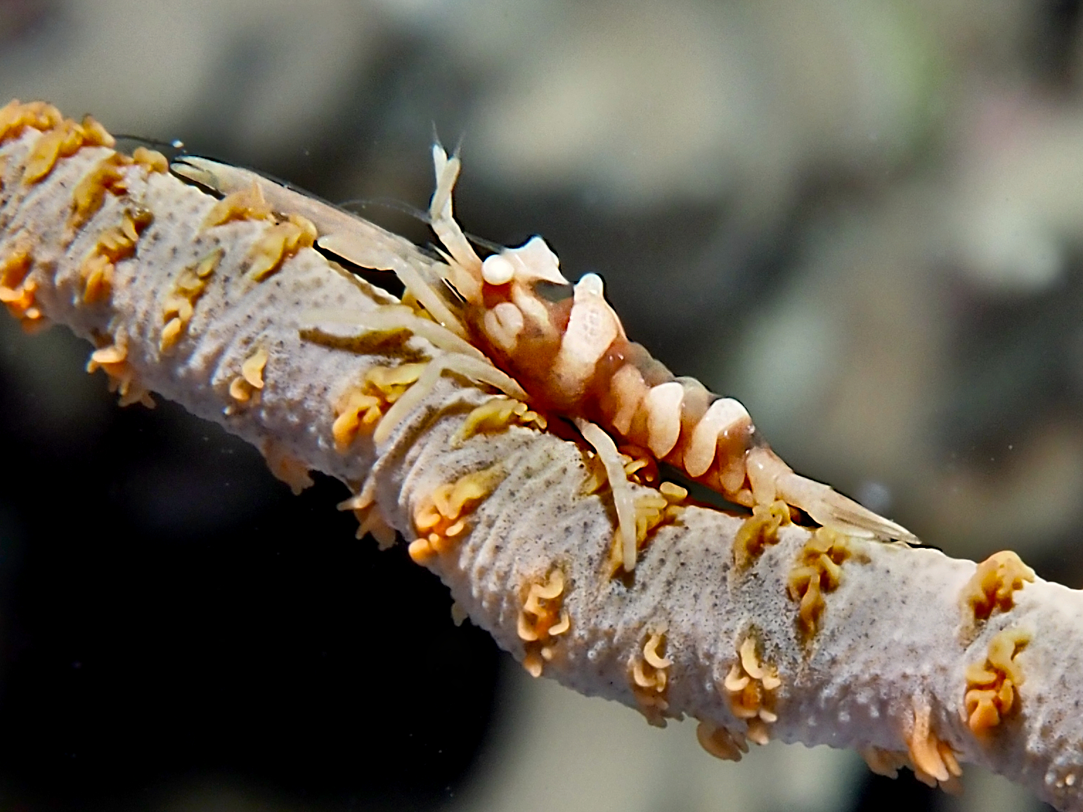 Zanzibar Whip Coral Shrimp - Dasycaris zanzibarica
