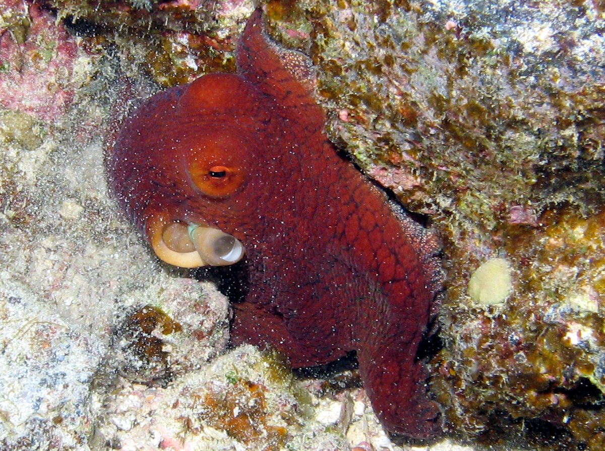 Day Octopus - Octopus cyanea