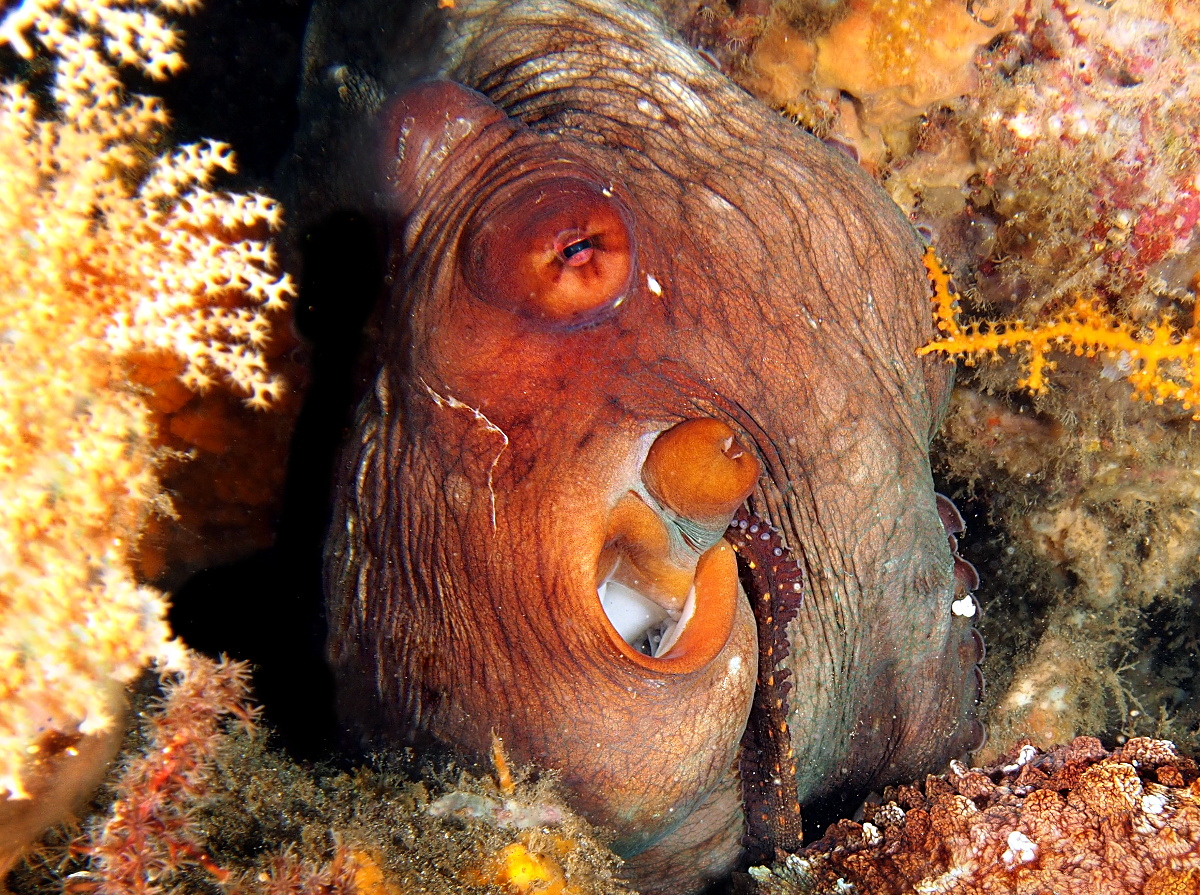 Day Octopus - Octopus cyanea