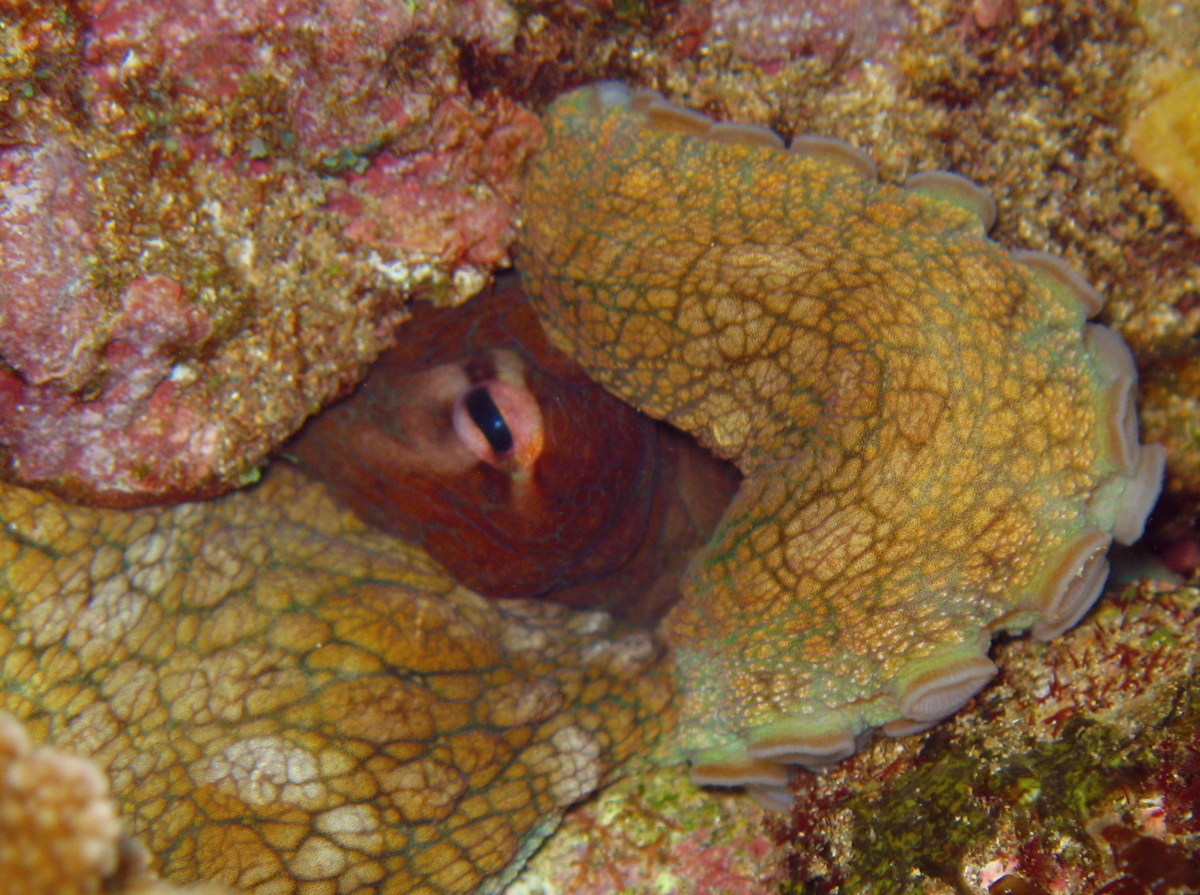 Day Octopus - Octopus cyanea