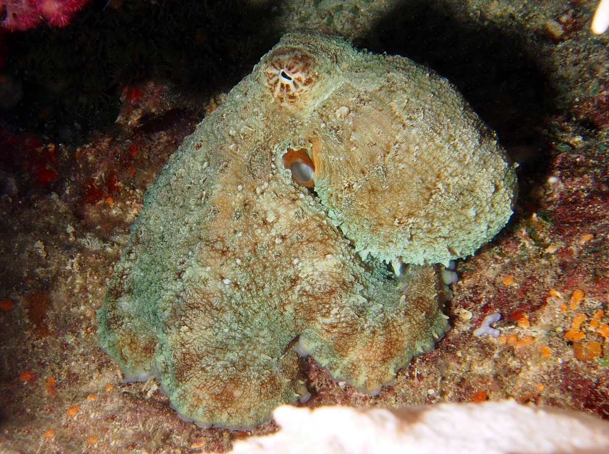 Day Octopus - Octopus cyanea