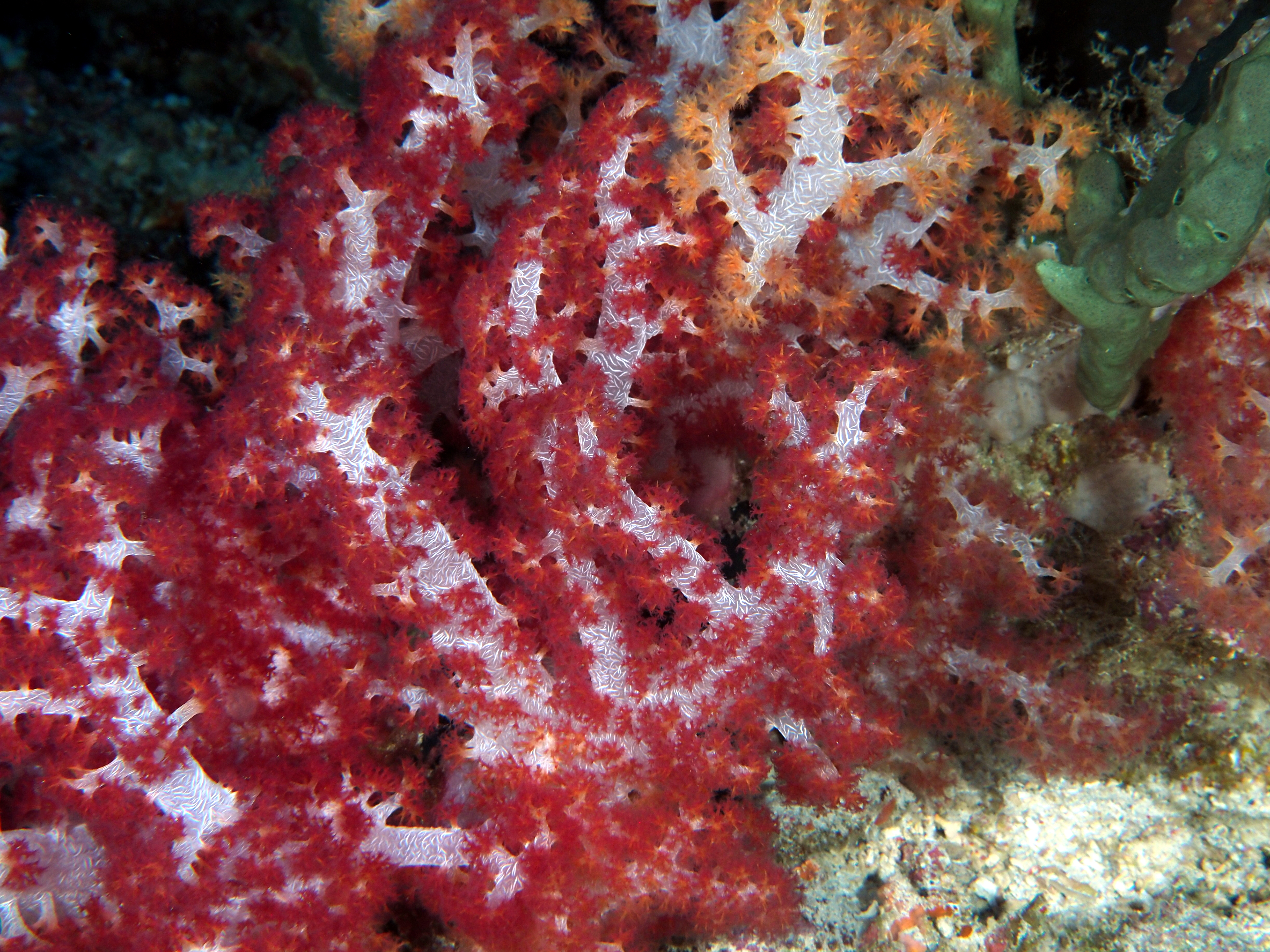 Tree Coral - Dendronephthya spp.