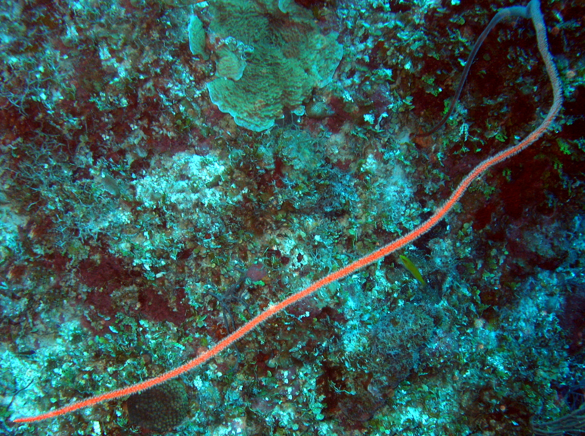Devil's Sea Whip - Ellisella barbadensis - Nassau, Bahamas