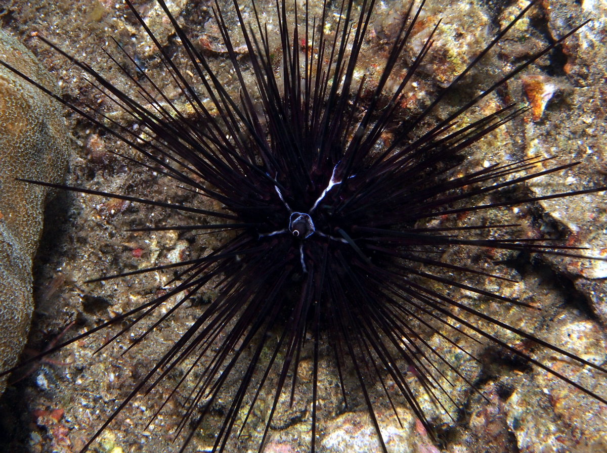 Savignyi's Longspine Urchin - Diadema savignyi - Lembeh Strait, Indonesia