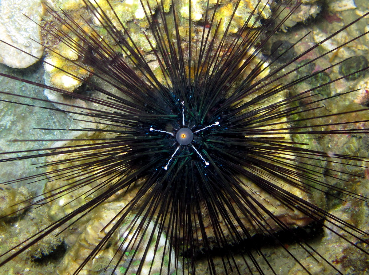 Black Longspine Urchin - Diadema setosum - Lembeh Strait, Indonesia