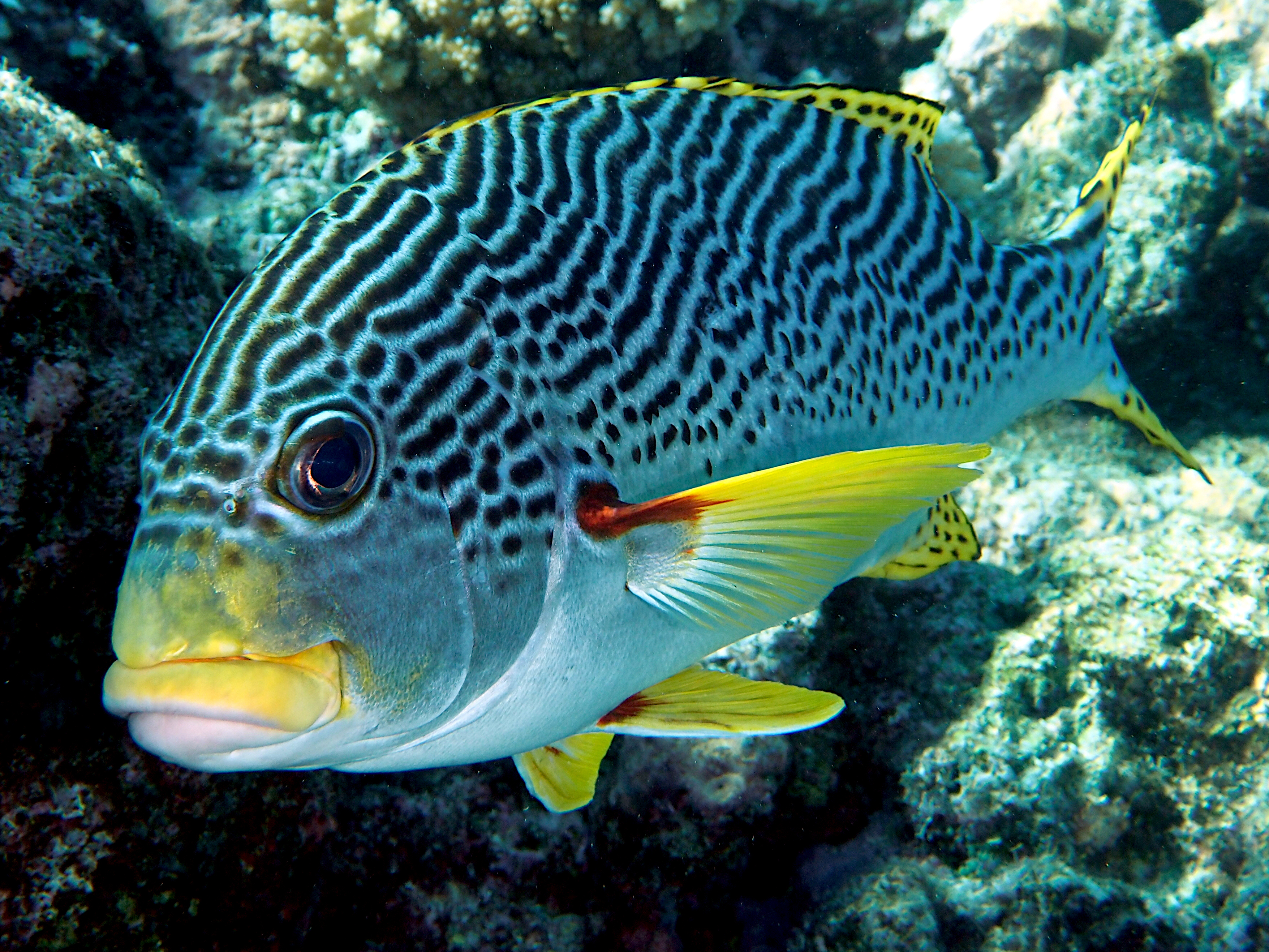 Diagonal-Banded Sweetlips - Plectorhinchus lineatus