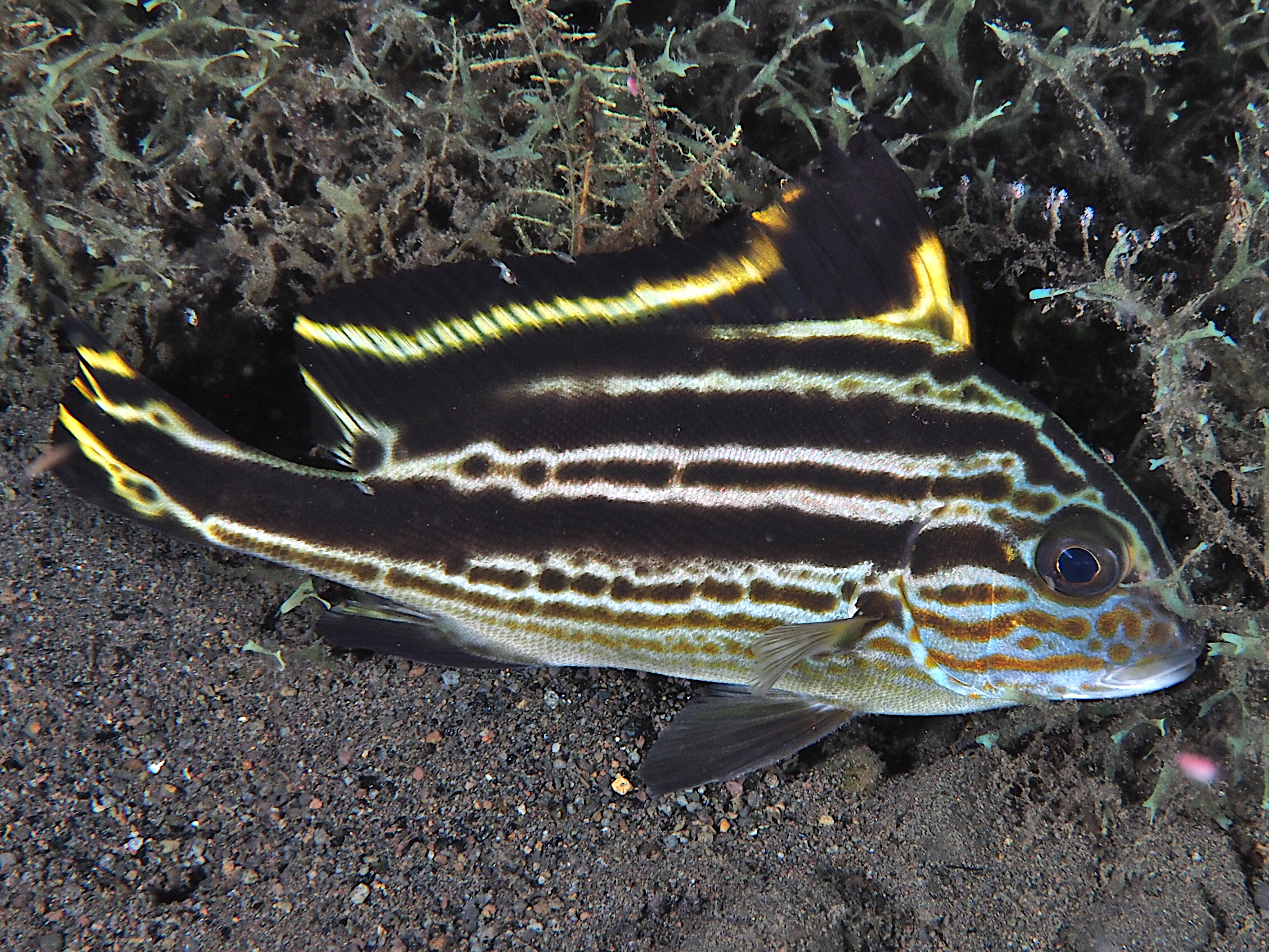 Silver Sweetlips - Diagramma pictum - Komodo, Indonesia