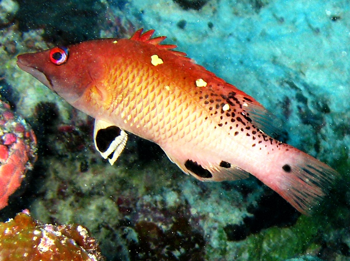 Diana's Hogfish - Bodianus diana