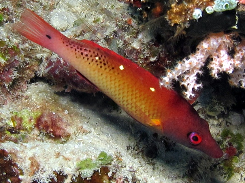 Diana's Hogfish - Bodianus diana