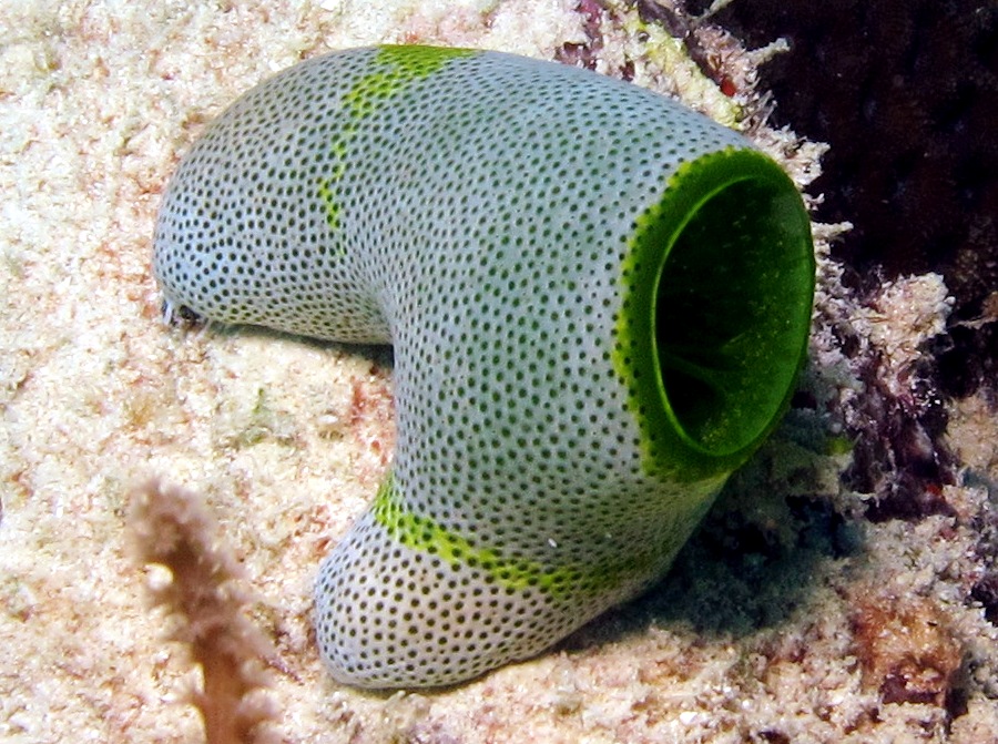 Didemnum molle - Didemnum molle - Yap, Micronesia