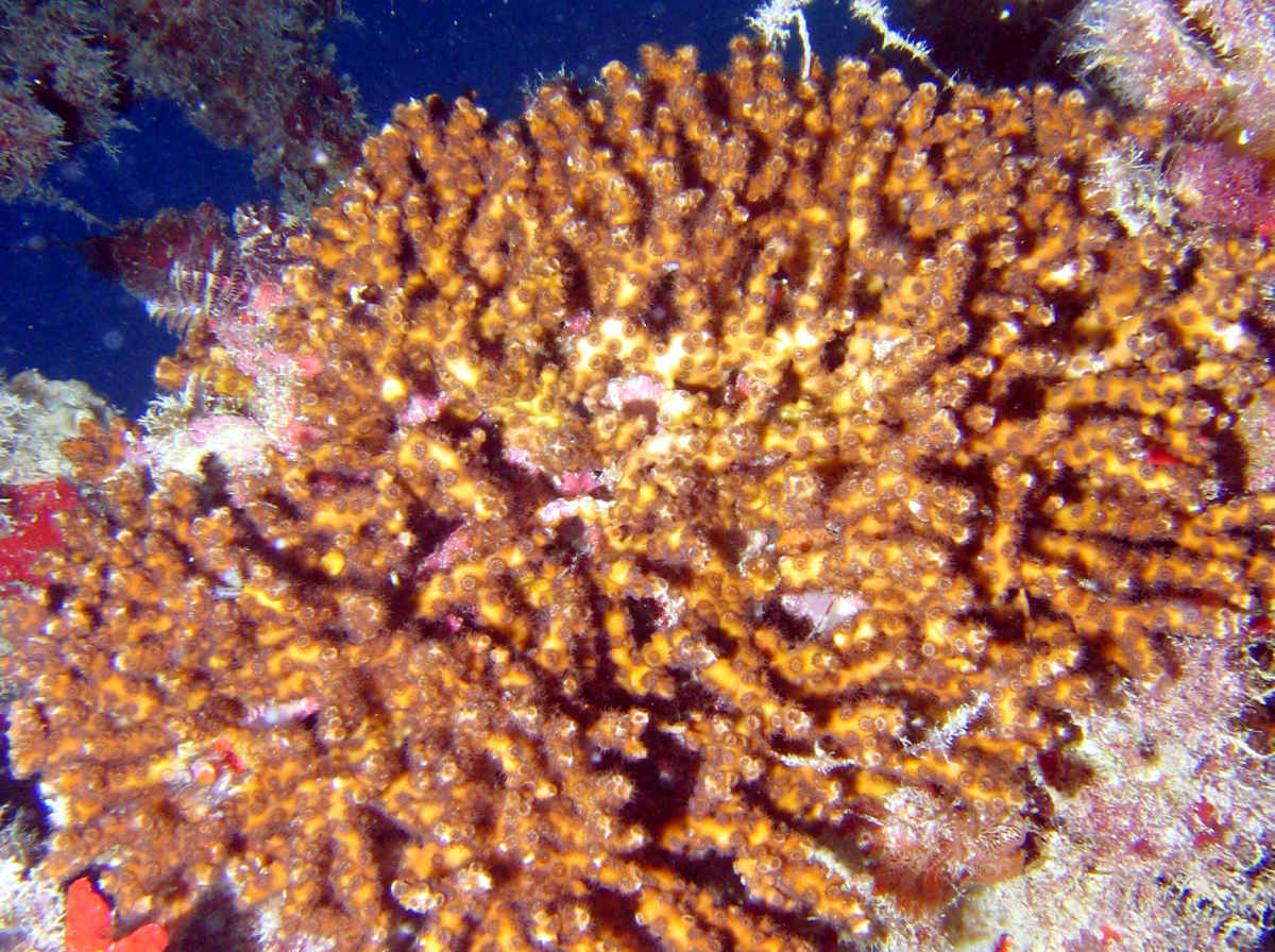 Diffuse Ivory Bush Coral - Oculina diffusa