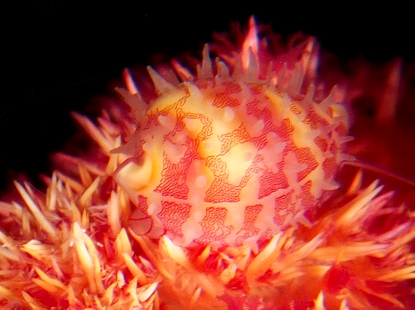 Ridged Egg Cowrie - Diminovula culmen - Fiji