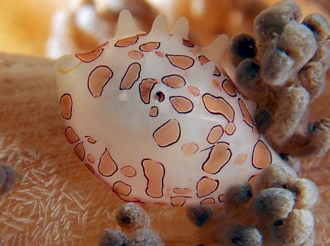 Margarita Egg Cowrie - Diminovula margarita - Anilao, Philippines