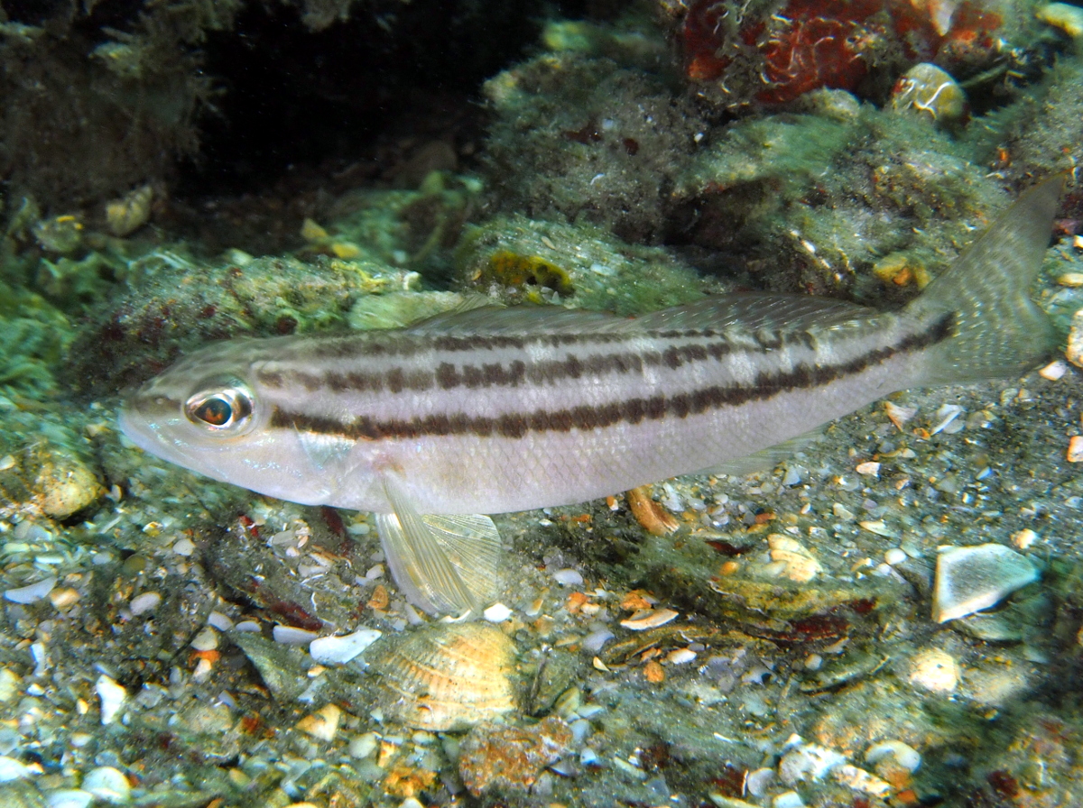 Dwarf Sand Perch - Diplectrum bivittatum - Blue Heron Bridge, Florida